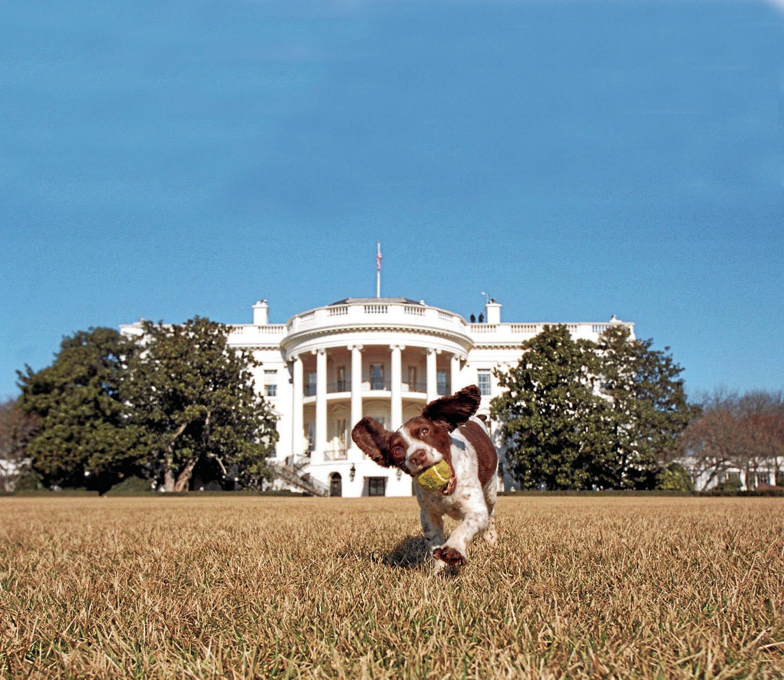 Spot, 2001